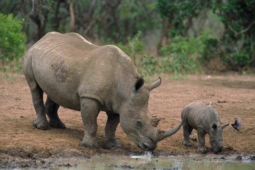 black-rhino-and-baby-01301792b