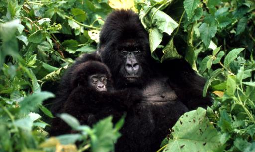 A Mountain gorilla with her baby in Rwanda