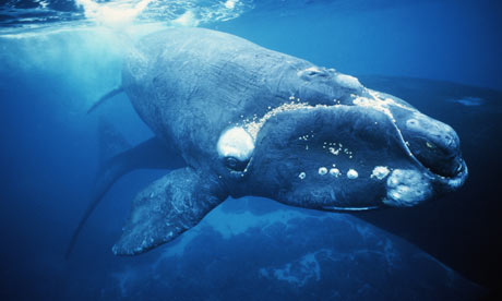 Southern-right-whales-Eub-001