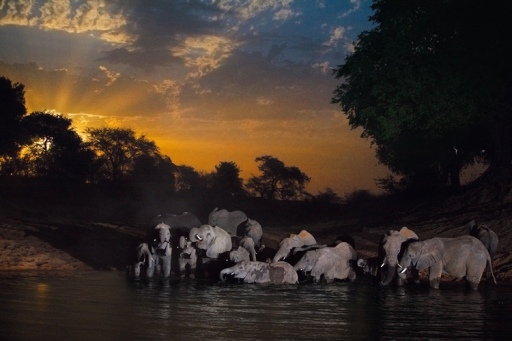 This picture was taken in the Zakouma National Park, which was once home to 150 000 elephants.  Today only 550 remain.  Image courtesy of www.nytstore.com
