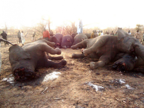 This image reveals the elephant carcasses that were left after the shocking and sickening massacre of March 14- 15.  Photo courtesy of SOS Elephants.
