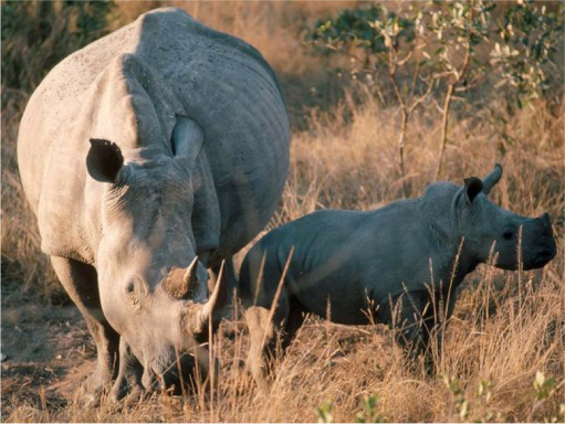 Government must take more effective action against rhino poaching, however, rhino poaching is a major issue that civil society should be aware about. (Image courtesy of James P. Blair/ National Geographic)